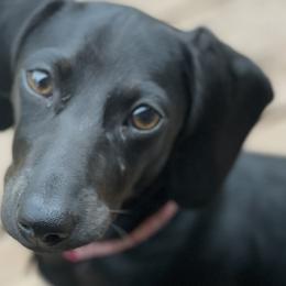 Dachshunds from Mountain Farm Dachshunds