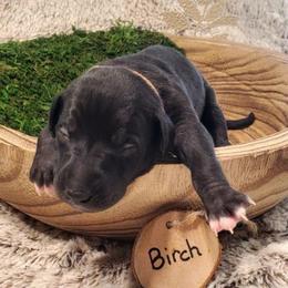 Birch - Black male Whippet puppy in Davenport, Iowa from Whippety Split