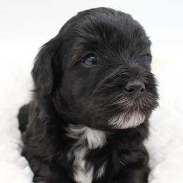 Gummy Bear - Black female Havapoo puppy in Hendersonville, North Carolina from Grayfinn House