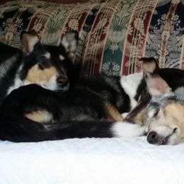 Collies from Blu Moon Collies