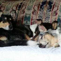 Collies from Blu Moon Collies