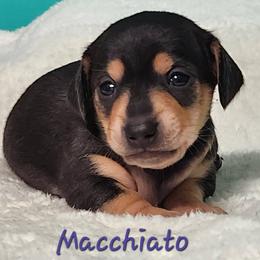 Macchiato - Black and tan female Dachshund puppy in Mount Sherman, Kentucky from Kaleidoscope Dachshunds and Whippets