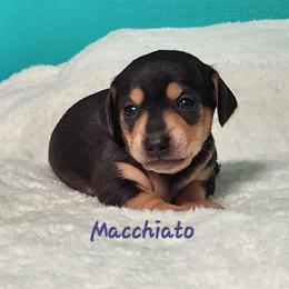 Macchiato - Black and tan female Dachshund puppy in Mount Sherman, Kentucky from Kaleidoscope Dachshunds and Whippets
