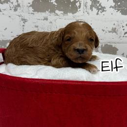Elf - Red  male Goldendoodle puppy in Nortonville, Kentucky from Deb’s KY Doodles