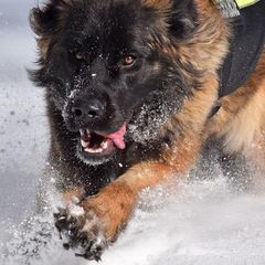 Leonbergers from Kamenah Leonbergers