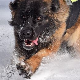 Leonbergers from Kamenah Leonbergers