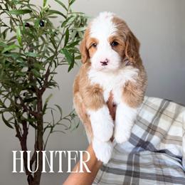 Hunter - Red male Bernedoodle puppy in South Jordan, Utah from Wonderful World Doodles