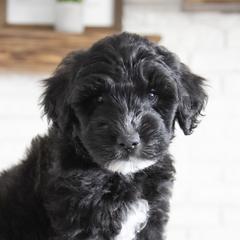 Assorted Doodle Crosses, Bernedoodle, Double Doodle, Goldendoodle, Labradoodle, and Whoodle Puppies from Our Little Farm Life Doodles