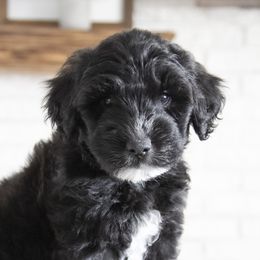 Assorted Doodle Crosses, Bernedoodle, Double Doodle, Goldendoodle, Labradoodle, and Whoodle Puppies from Our Little Farm Life Doodles