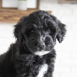 Assorted Doodle Crosses, Bernedoodle, Double Doodle, Goldendoodle, Labradoodle, and Whoodle Puppies from Our Little Farm Life Doodles