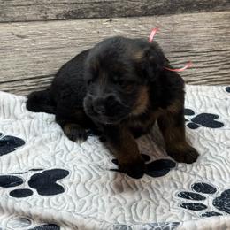 Hami red - Black and red male German Shepherd puppy in Herrick, South Dakota from Dakota Shepherds Kennels