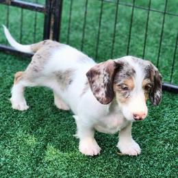 Brioche- 2300 - Dapple male Dachshund puppy in Mount Sherman, Kentucky from Kaleidoscope Dachshunds and Whippets