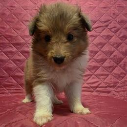 Bella - Sable and white female Shetland Sheepdog puppy in Altha, Florida from Hill Top Shelties