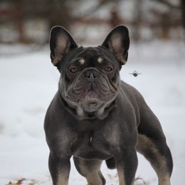 Louie - French Bulldog
