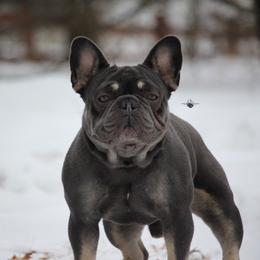 Louie - French Bulldog
