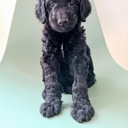 Goldendoodle, Labradoodle, and Poodle Puppies from Noble Friend Breeders LLC