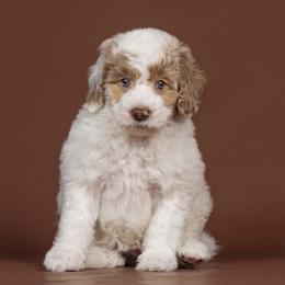 Fizzy - White and red male Bordoodle puppy in Tillamook, Oregon from Oregon Bordoodles