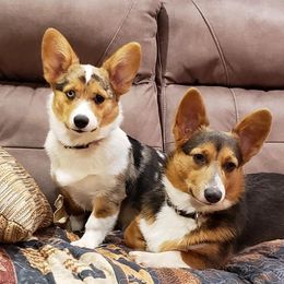 American Corgis and Pembroke Welsh Corgis from Barks Farms Corgis