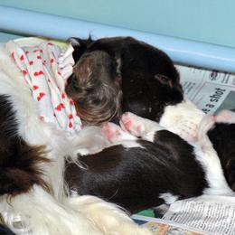 English Springer Spaniel Puppies from Brendael Springers
