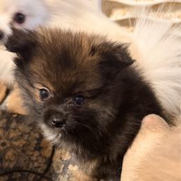 Seira - Black and brindle female Pomeranian puppy in Brandon, Vermont from Poms All Day