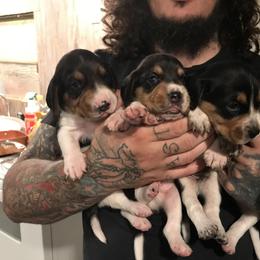 Beagle Puppies from C.R.P. Kennels