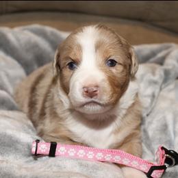 Honey - Red merle female Miniature Australian Shepherd puppy in Kissee Mills, Missouri from Clinkenbeard Kennel