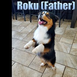 Miniature American Shepherd and Miniature Australian Shepherd Puppies from Regal Miniature American Shepherds | Regal Miniature Australian Shepherds