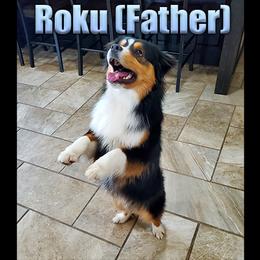 Miniature American Shepherd and Miniature Australian Shepherd Puppies from Regal Miniature American Shepherds | Regal Miniature Australian Shepherds