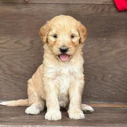 Chai - Red female Labradoodle puppy in Batesville, Arkansas from Morris Farmyard