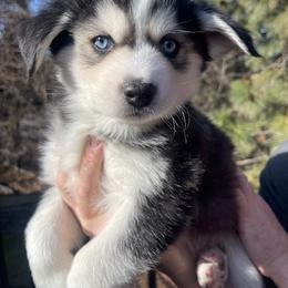Pie - Black and white male Pomsky puppy in Spokane, Washington from Full Moon Pomskies