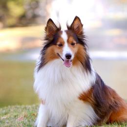 Finn - Shetland Sheepdog