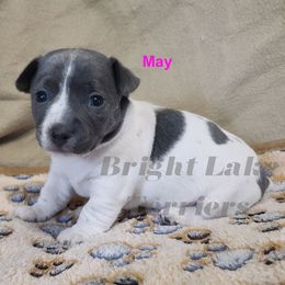 May - White and blue female Teddy Roosevelt Terrier puppy in Milaca, Minnesota from Bright Lake Terriers