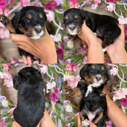 Lilo - Tri-color female Bernedoodle puppy in Yuciapa, California from AlltheDoodlez_