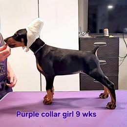 Girl 4 - female Doberman Pinscher puppy in Suffolk County, New York from Kalora Dobermans