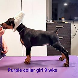 Girl 4 - female Doberman Pinscher puppy in Suffolk County, New York from Kalora Dobermans