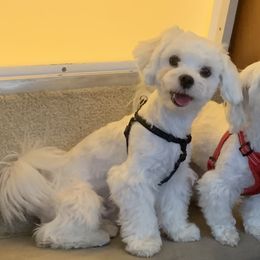 Dex - Maltese