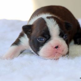 Zola - Black brindle and white female Boston Terrier puppy in Winnsboro, Texas from JP Ranch Bulldogs