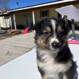American Corgi and Australian Shepherd Puppies from KC Bar