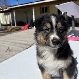 American Corgi and Australian Shepherd Puppies from KC Bar