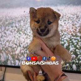 NIMO - Red male Shiba Inu puppy in Minnesota from BonsaiShibas