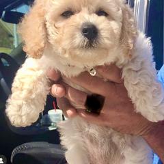 Bernedoodle, Double Doodle, and Goldendoodle Puppies from Pia’s Doodle Poodle Wag