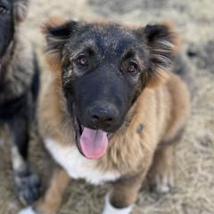 Duke - Black male Armenian Gampr puppy in Tehachapi, California from Four Kings Ranch