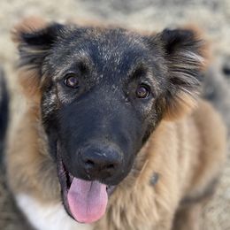 Duke - Black male Armenian Gampr puppy in Tehachapi, California from Four Kings Ranch