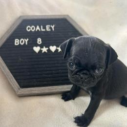 Boy 8 - Black male Pug puppy in Norborne, Missouri from Pug Palace