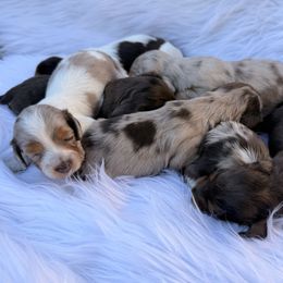 Dachshund Puppies from Collier Dachshunds