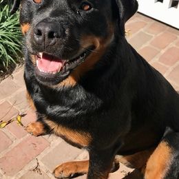 Rottweilers from Double Mills Rottweilers