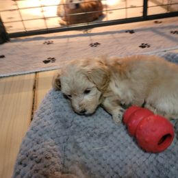 Maltipoo Puppies from Snow Pond Farm