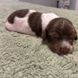 Boy 2 - Piebald male Dachshund puppy in Dobson, North Carolina from Oakleys Dachshund Haven