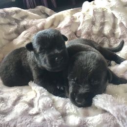 German Shepherd Puppies from Morning Mist Farm