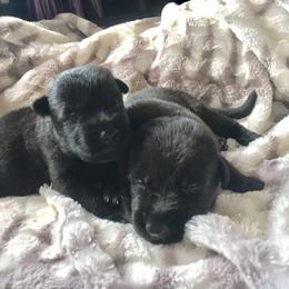 German Shepherd Puppies from Morning Mist Farm